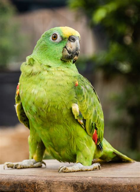 Fotos gratis loro naturaleza Sentado selva pájaro vertebrado