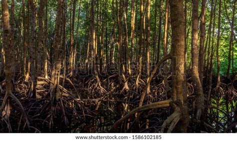 Beauty Mangrove Forest Ecosystem Kutai National Stock Photo