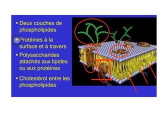 Histologie Membrane Plasmique PPT