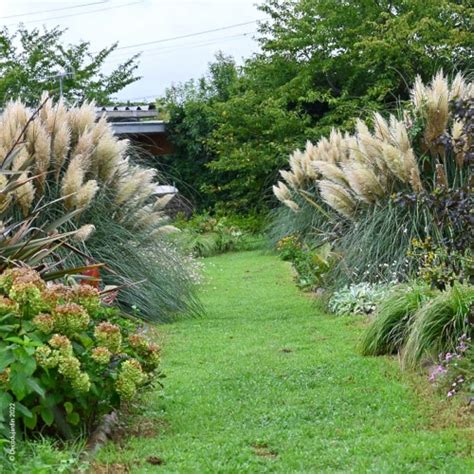 Herbe De La Pampa Ou Cortaderia Selloana D Co Du Jardin Reims