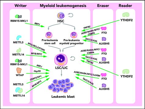 Roles Of M 6 A In Myeloid Leukemogenesis In The Process Of Myeloid