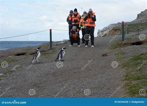 Tourists Observe Magellanic Penguins On Magdalena Island In The Strait Of Magellan Near Punta ...