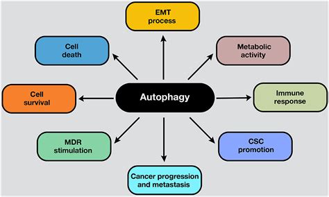 Frontiers Autophagy Takes Center Stage As A Possible Cancer Hallmark