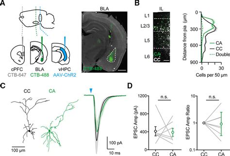 Vhpc Inputs Contact L23 Cc And Ca Neurons In Il Pfc A Left Aav Chr2