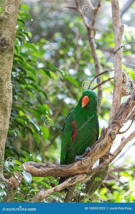 Uccello Esotico Verde Del Pappagallo Di Roratus Di Eclectus Su Una