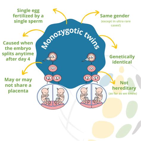 Zygosity For Twins Icombo