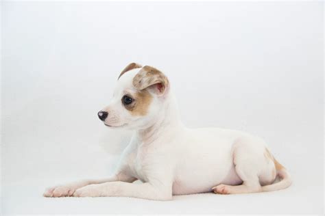 Jack Chi Mixed Dog Breed Pictures Characteristics And Facts