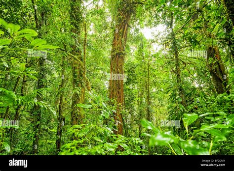 Tropical Forest Backgrounds