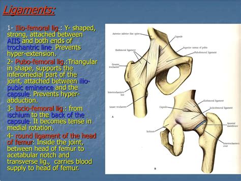 Ppt The Hip Joint Powerpoint Presentation Free Download Id 4754393