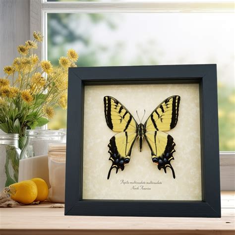 Real Framed Taxidermy Papilio Multicaudata Pusillus Male