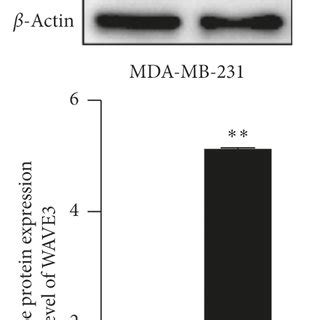 Mrna Expression Level Of Wave In The Mda Mb And Mda Mb Adr