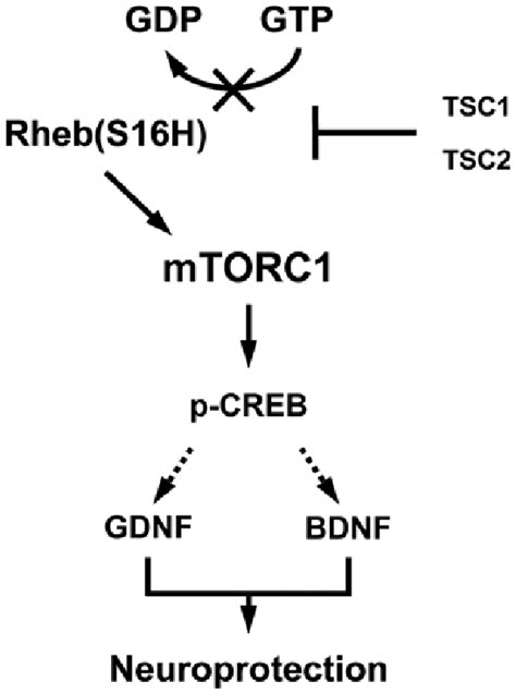 Schematic Representation Of The Rheb S H Mtorc P Creb Gdnf And Bdnf