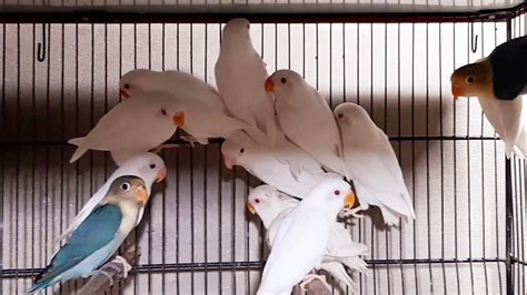 Visited At Albino Breeding Setup Pairs Lovebird Mutation Youtube