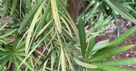 Podocarpus Gracilior Album On Imgur