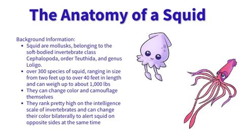 Squid Anatomy