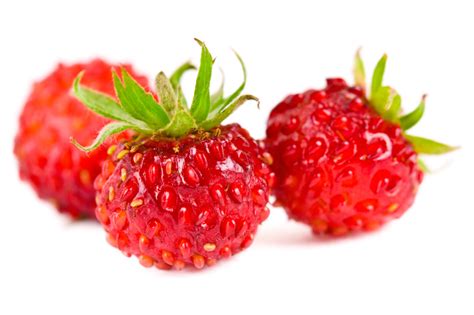 Walderdbeeren Richtig Pflanzen Und Pflegen