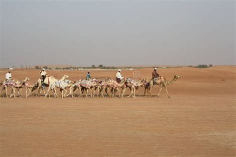 Caravane Avec Des Bédouins Et Des Chameaux Sur Des Dunes De Sable Dans