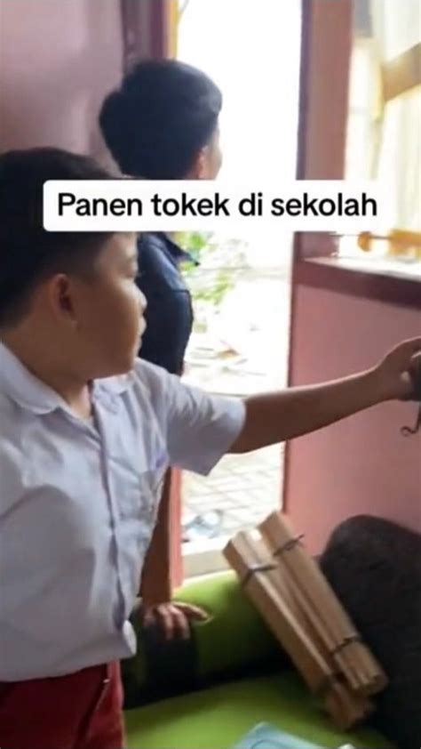 Viral Bocah Sd Tangkap Tokek Demi Bantu Sang Guru Yang Ketakutan Aksi