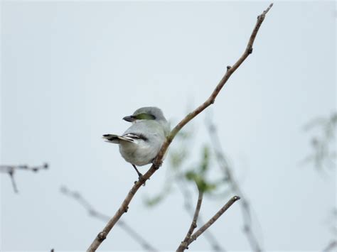 Loggerhead Shrike From Bexar County TX USA On November 9 2023 At 03