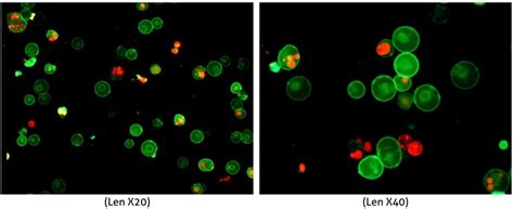 Coralite® Plus 488 Annexin V And Pi Apoptosis Kit Pf00005 Proteintech