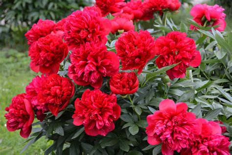 Perennial Plants