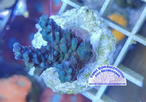 Acropora Sp Wysiwyg Coraux Communautaires