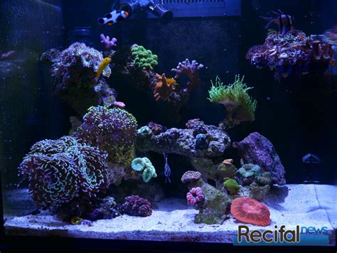 Red Sea Reef Wave Tuto Installation Initialisation Retour Sur Un