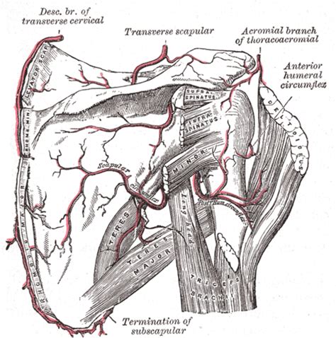 Rhomboid Strain Everything You Need To Know Hubpages