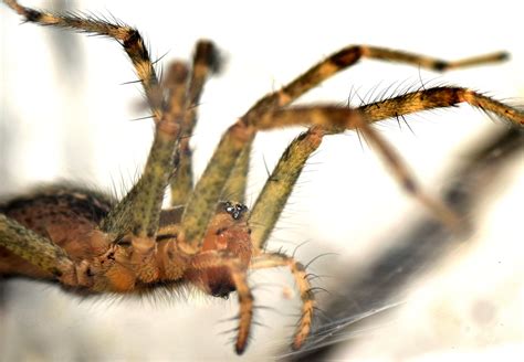 Grass Spider Agelenopsis Bugguide