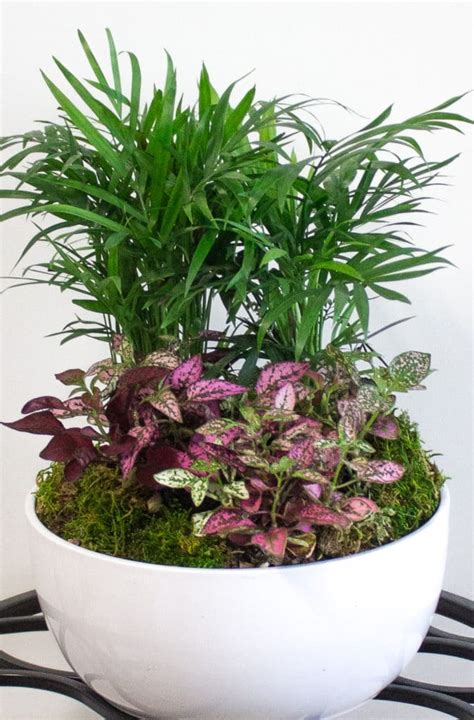 10 Low-Light Indoor Plants the Can Thrive in Your Home and Office ...