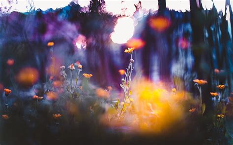 Wallpaper Sunlight Depth Of Field Flowers Nature Grass Sky