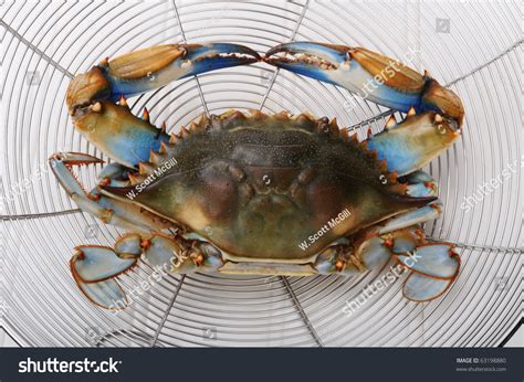 Maryland Blue Crab. Stock Photo 63198880 : Shutterstock