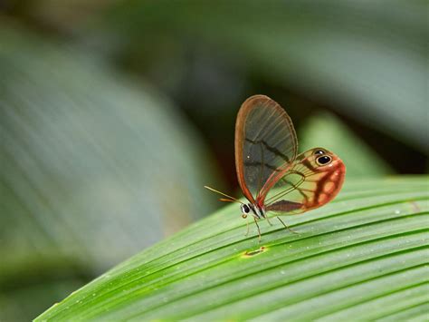 Rainforest Insects List: Insects That Live In Rainforests Pictures & Facts