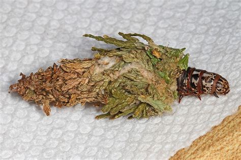 All About Bagworms: Treatment, Identification, and Control Expectations