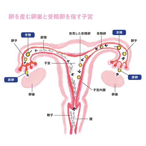 コンプリート！ 妊娠 子宮の位置 177289 妊娠 子宮の位置 変化