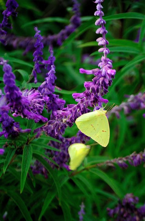 Complementary Color Scheme-Yellow Sulphur butterflies have been