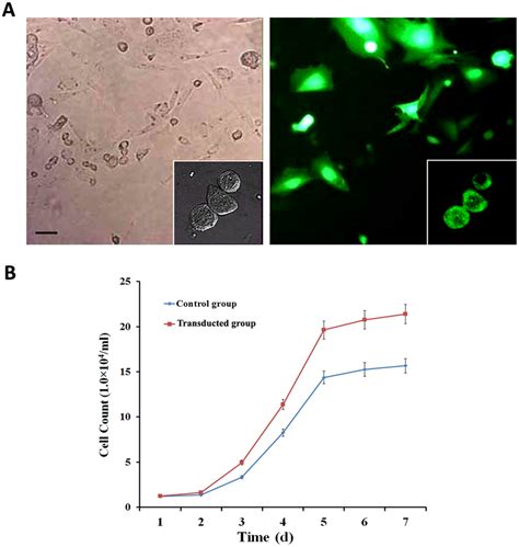 Transduction Efficiency And Growth Curves Of Adscs A Cgrp Transduced Download Scientific