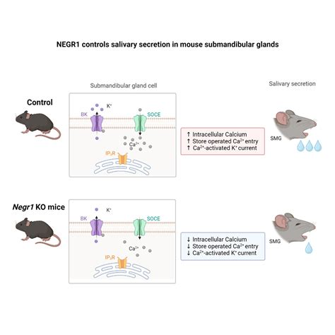 Major Depression Related Factor Negr Controls Salivary Secretion In