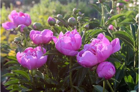 When And How To Transplant Peonies