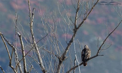 Red Tailed Hawk In Front Of The Wasatch Mountains Mia Mcpherson S On