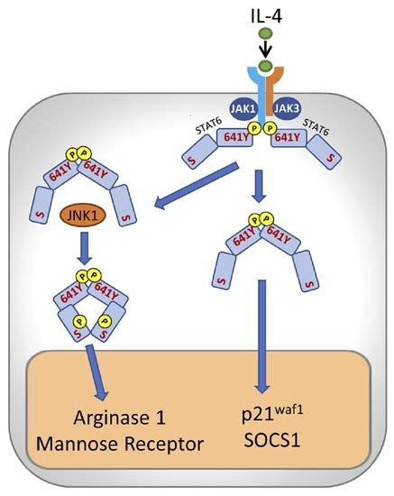 Cells Free Full Text Distinct Responses To Il4 In Macrophages