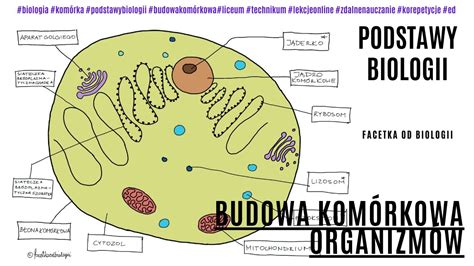 Budowa Kom Rki Ro Linnej Budowa Kom Rki Zwierz Cej Budowa Kom Rki