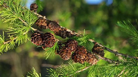 Deciduous Larch Tree