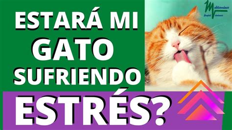 Cómo identificar si mi gato está sufriendo de estrés o ansiedad Todo