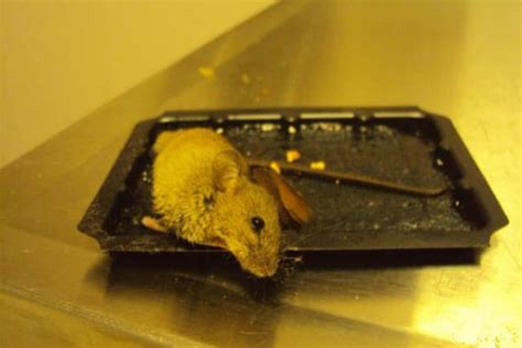 6 Steps to Save Animals Stuck on Glue Traps | PETA