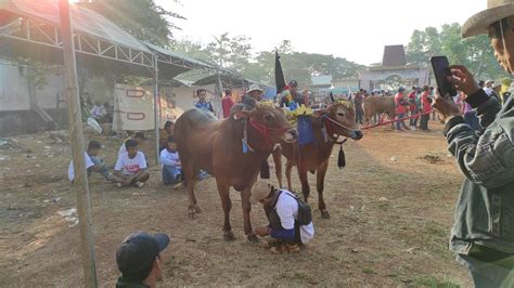 Sapi Tim Gagak Rimang Di Event Karapan Sapi Piala Presiden Youtube