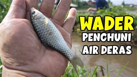 Trik Jitu Mancing Wader Tanpa Pelampung Atau Tehnik Dasaran Youtube