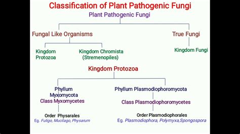 Classification Of Plant Pathogenic Fungi Scientific Zone 🙏 Youtube