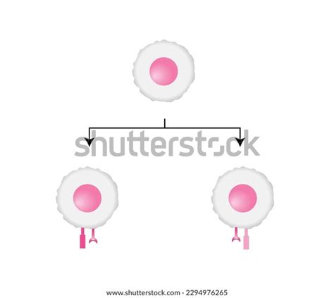 T Cell Helper T Cell Cytotoxic Stock Vector Royalty Free