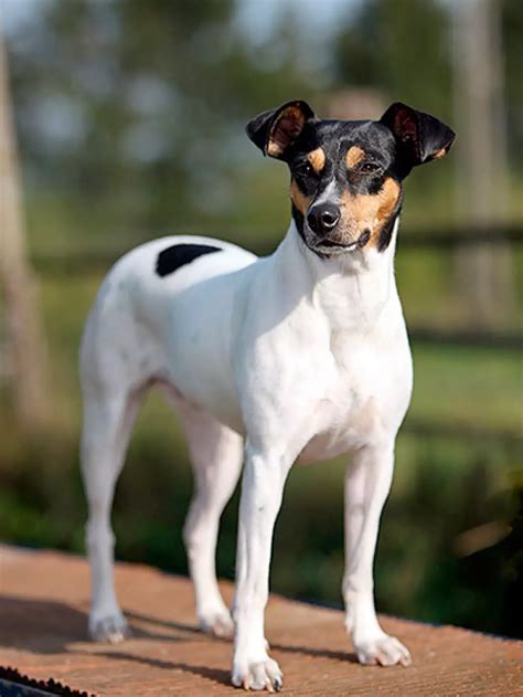 Suave Impresionante Malicioso Perros Bodegueros Peque Os Productos